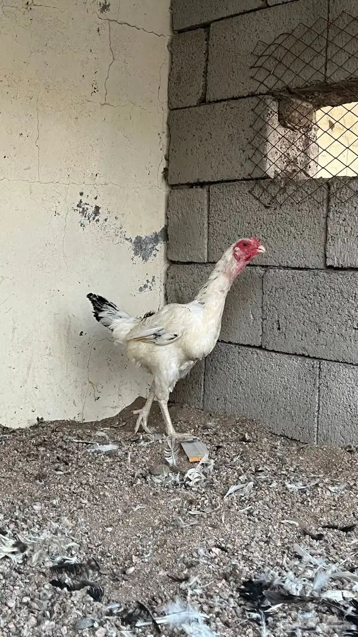 زوج دجاج ميوالي 0