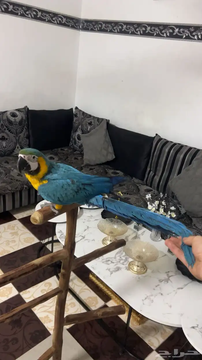 فرخ ببغاء مكاو قولد اند اليف ولعوب وهدد تم البيع ويوجد غيره 2