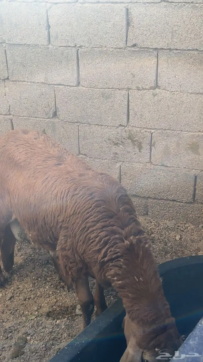 طليان سواكني جذعان 2