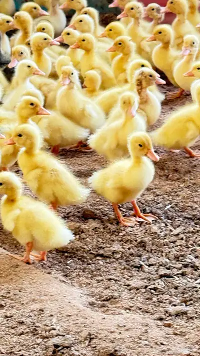 صوص بط بكيني 0