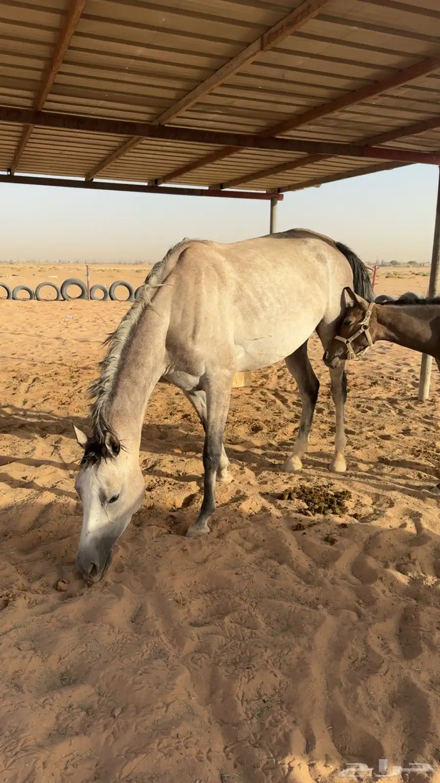 فرس شعبيه شيخه 0