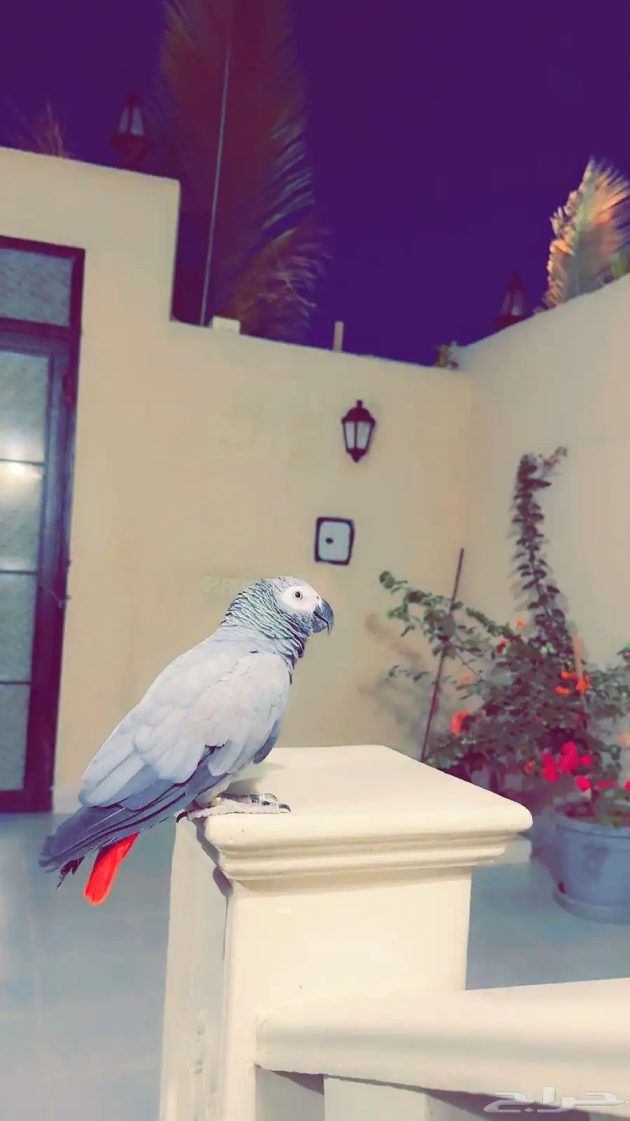 فقدان كاسكو 1