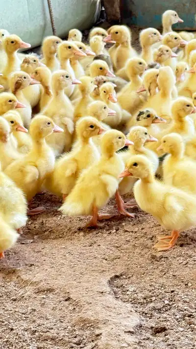 صوص بط بكيني 1