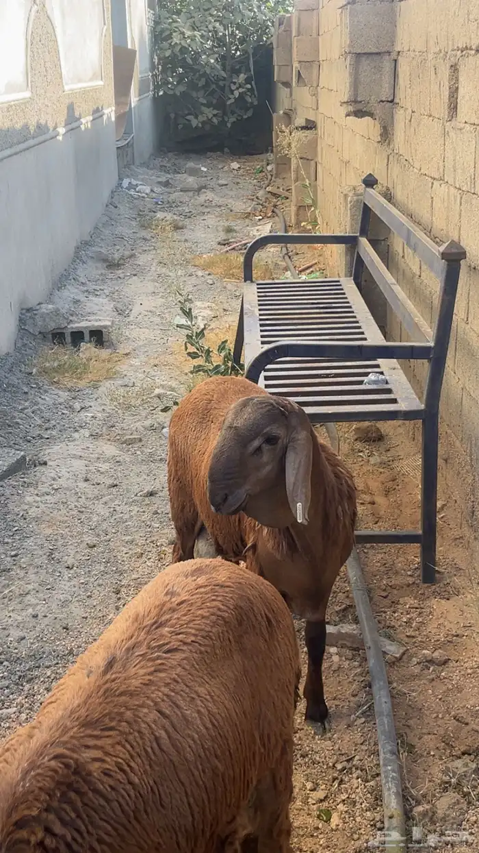 طليان سواكني جذعان 4