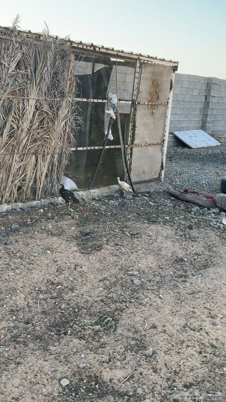 صوص باكستاني اصيل 3