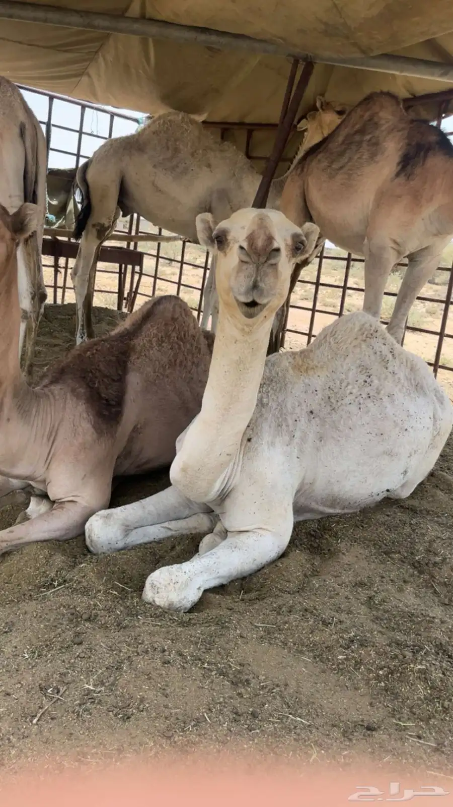 قعدان كفو 1
