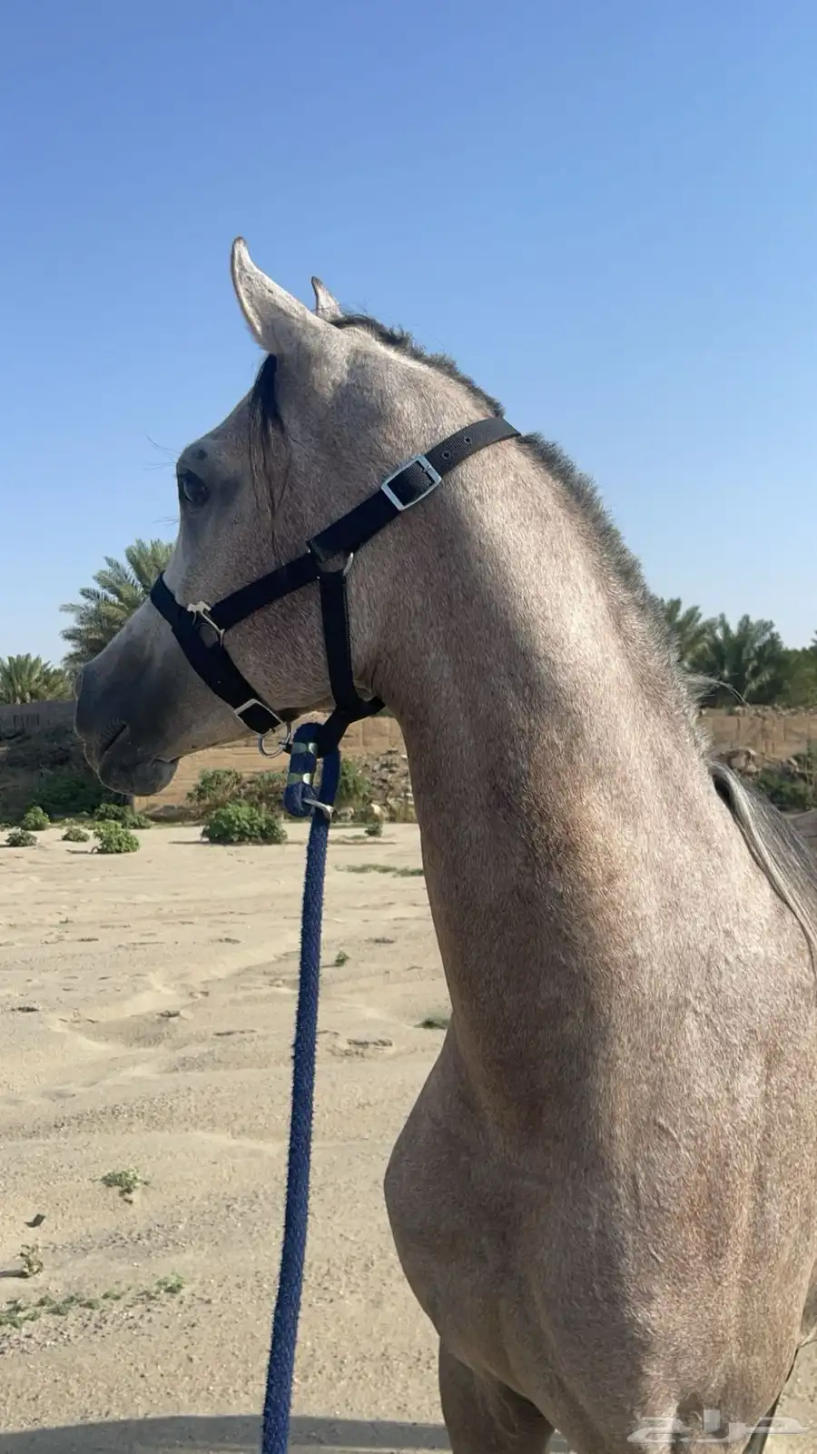 حصان واهو 3