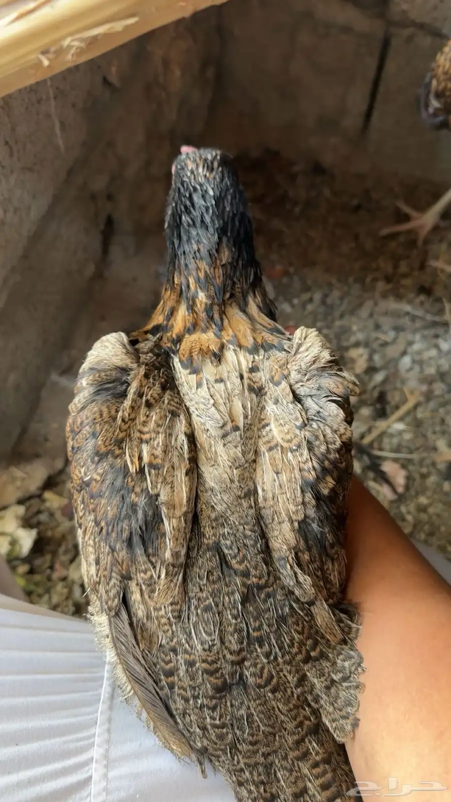 صوص باكستاني اصيل 32