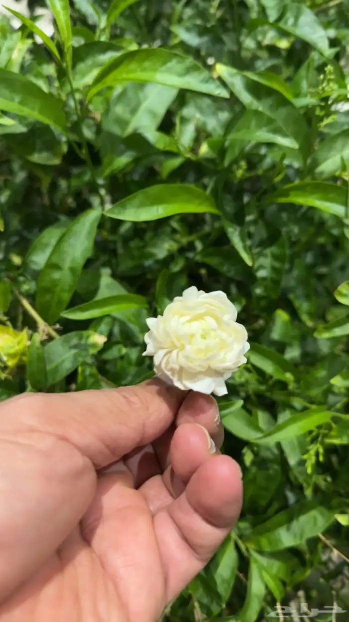 شاليه فاخر من الآخر 38