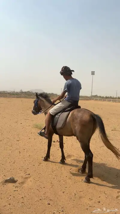 خيل بوني سنتين - سنتين و نص على السوم 1