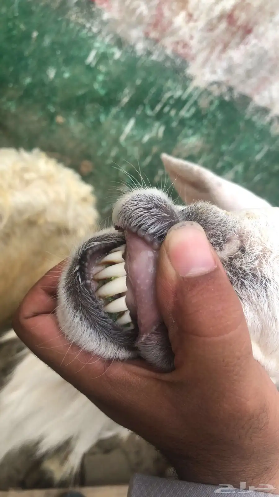 خروف للبيع 3