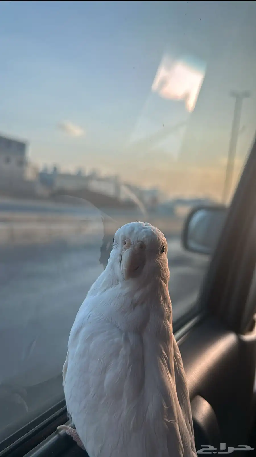 كروان اليف 2