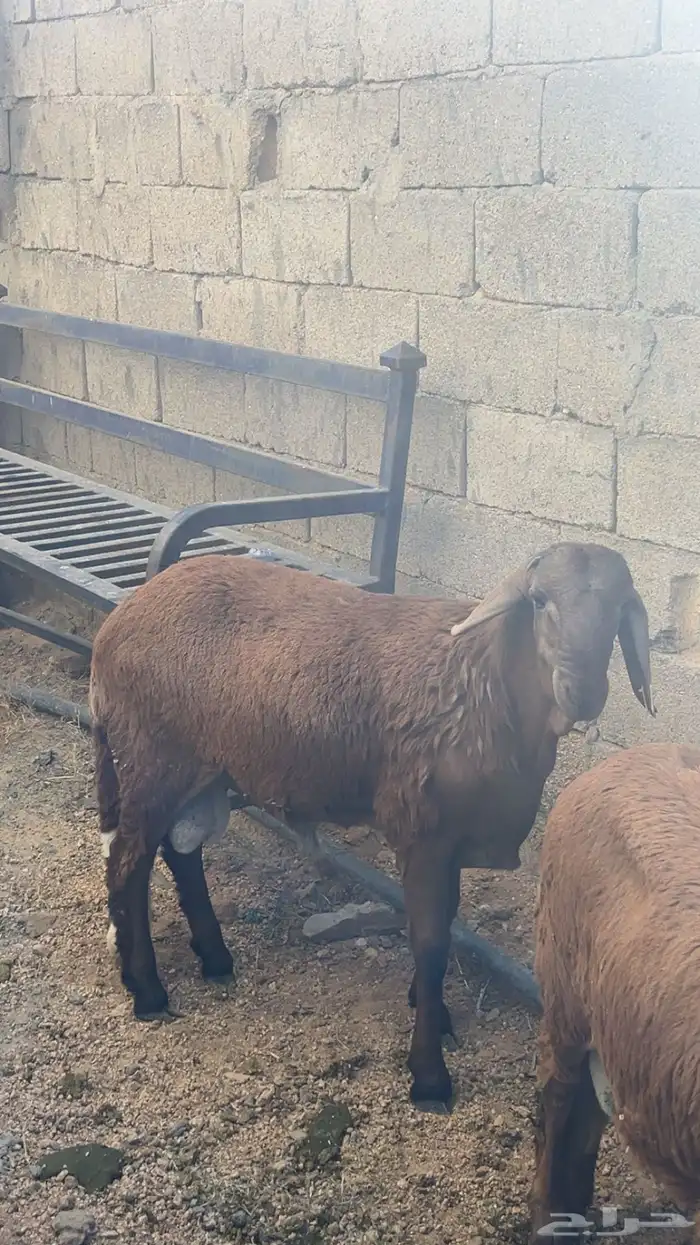 طليان سواكني جذعان 5