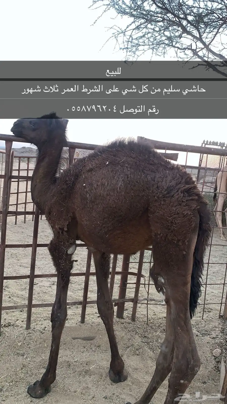 قعود 0