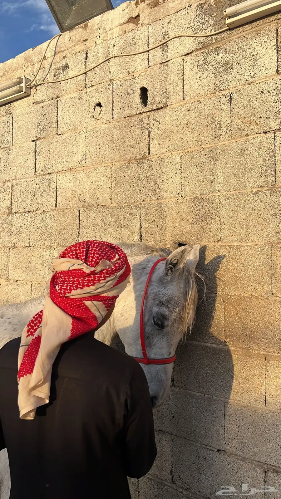 حصان شعبي 1