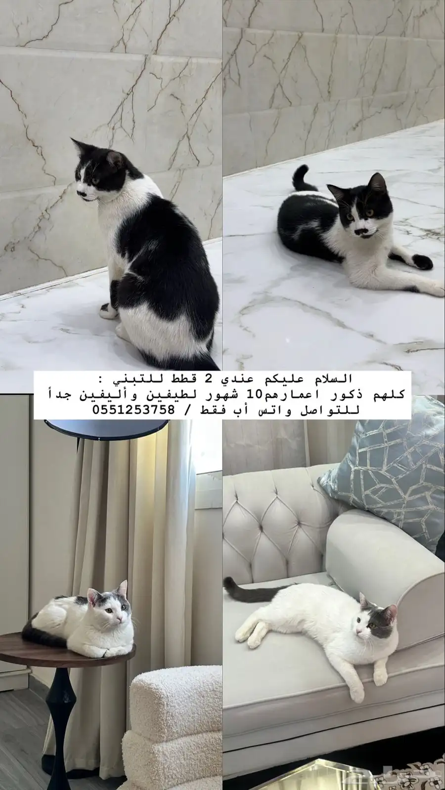 قطط للتبني 0