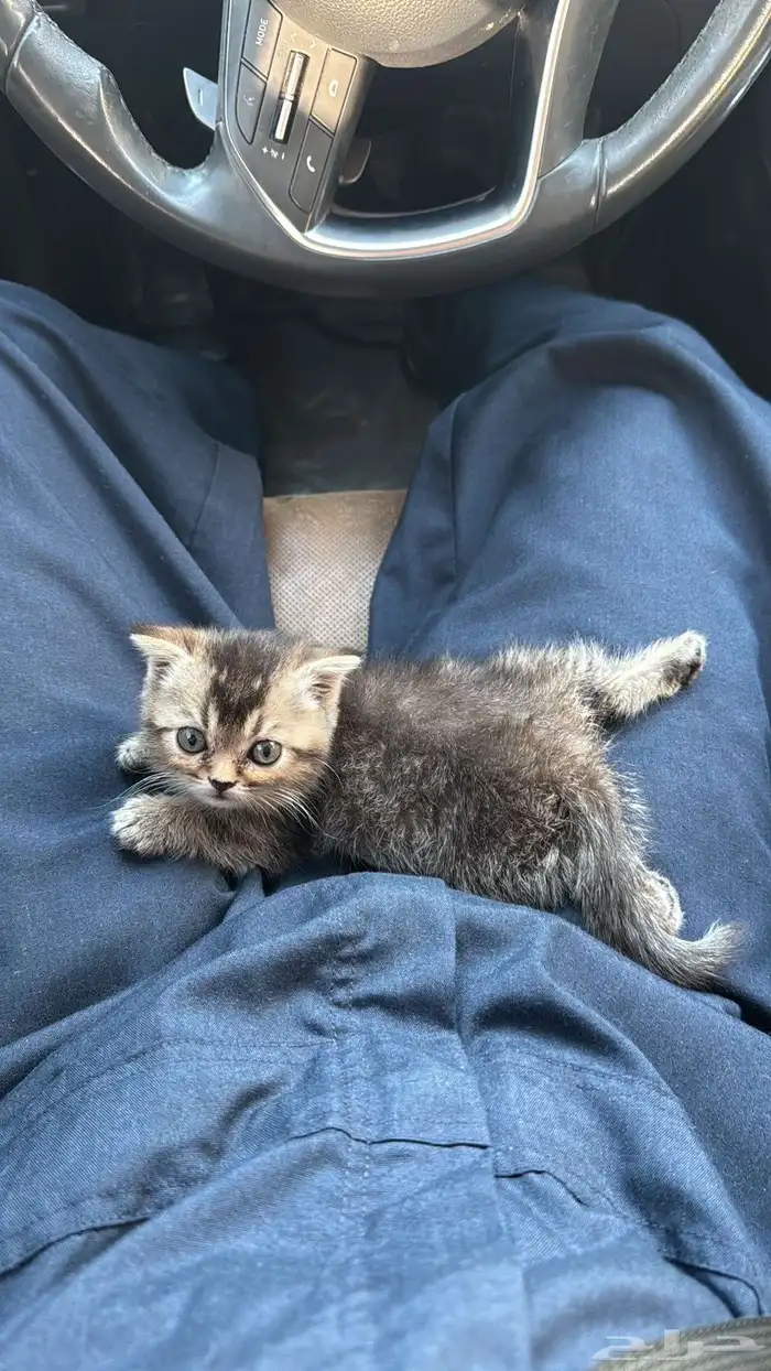 قط سكوتش فولد مهجن 0