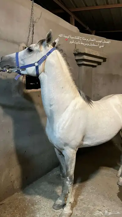 الفحل لهيب الحازم متاح للتشبية لوجة الله 0