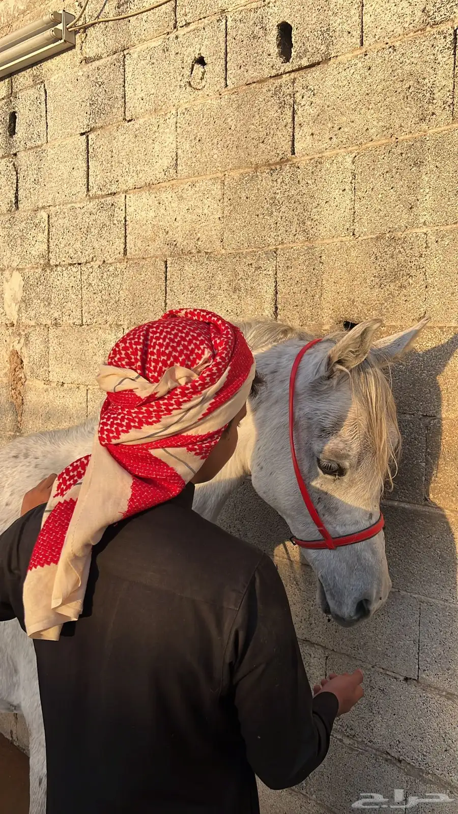 حصان شعبي 0