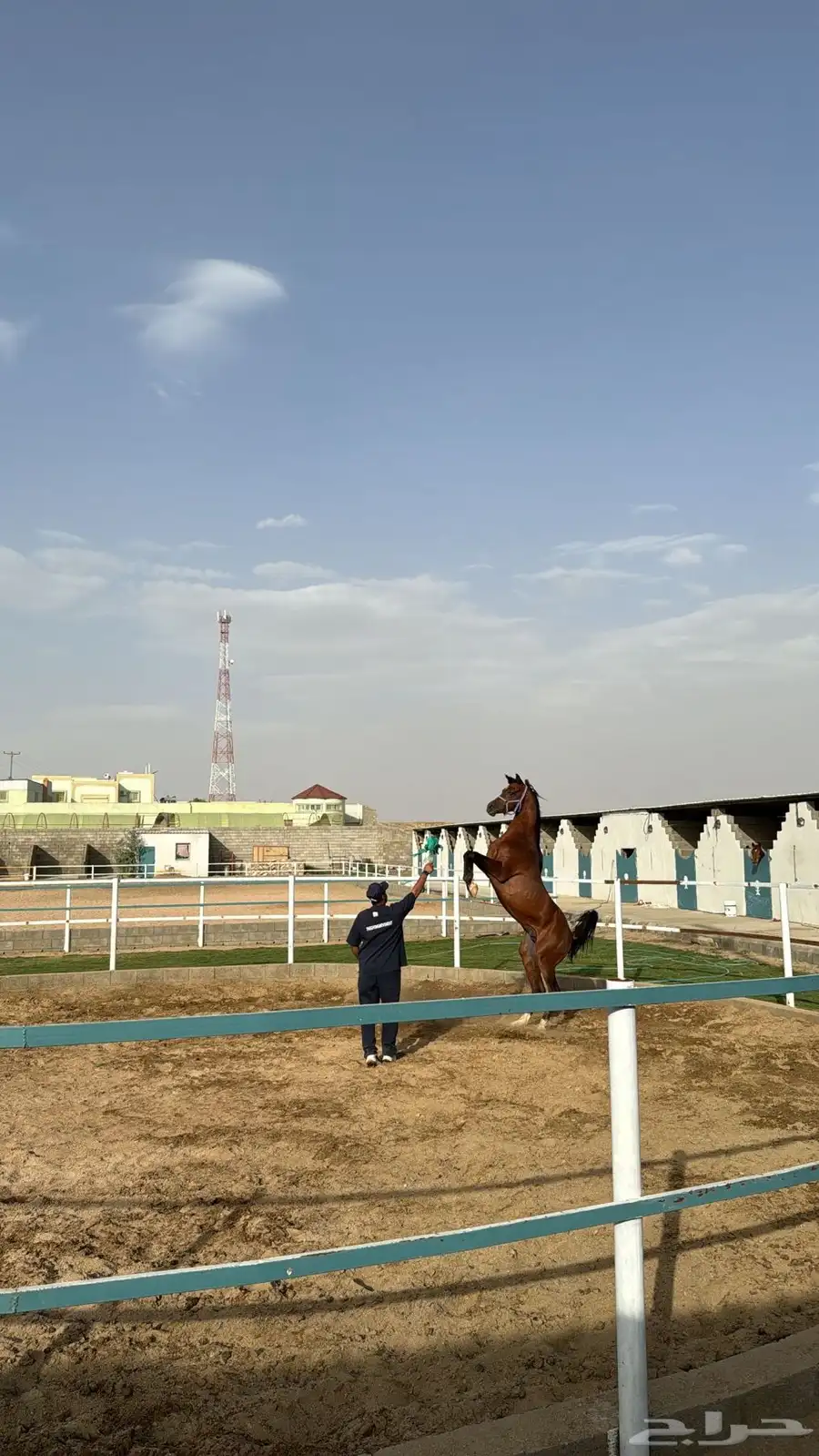 حصان خيل واهو ورق 4