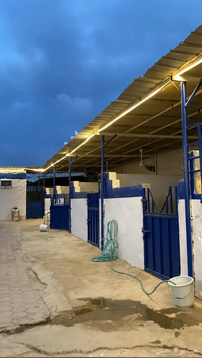 ايواء خيل في المغمس 700 فقط 4
