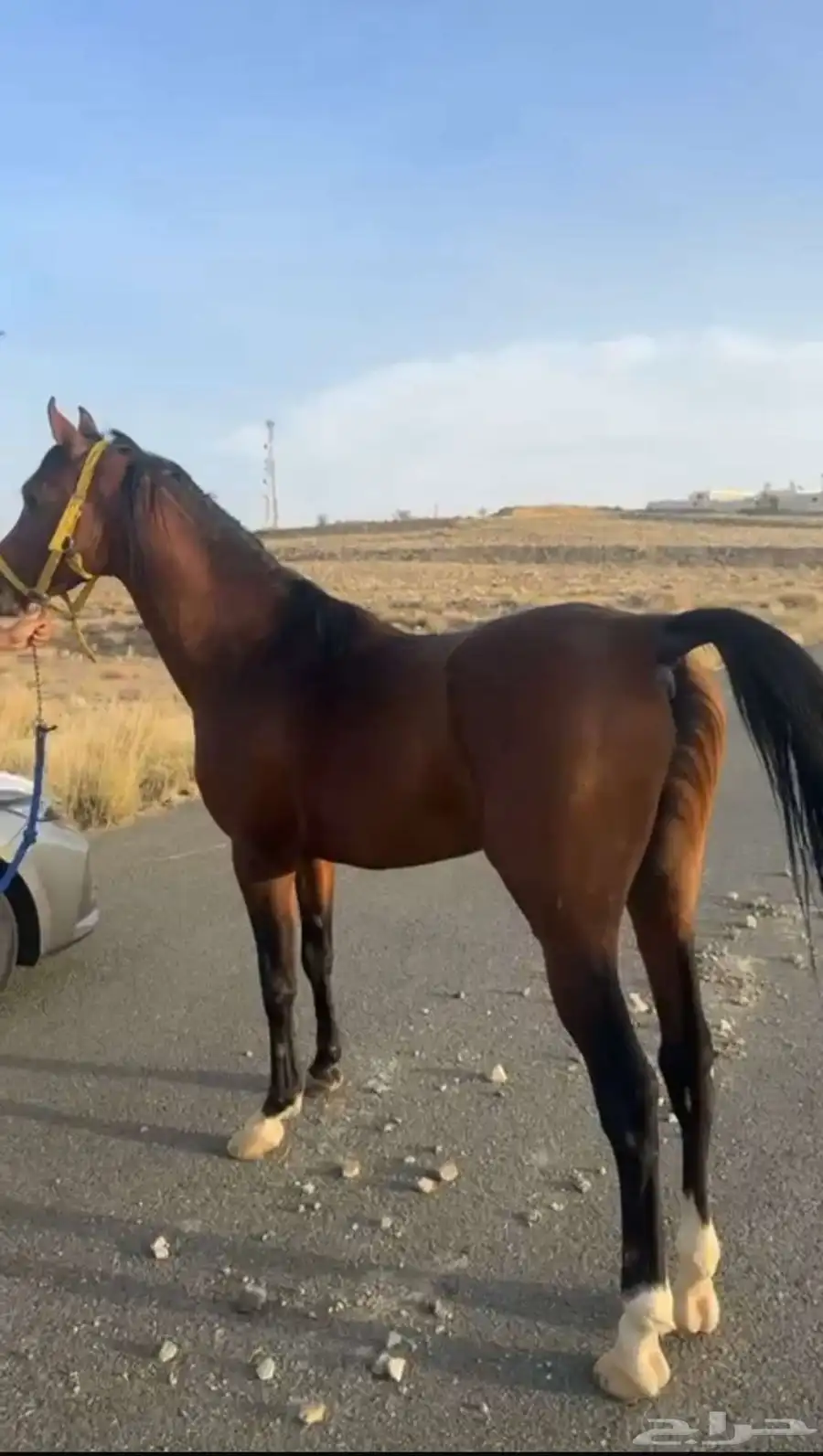 حصان خيل واهو ورق 0