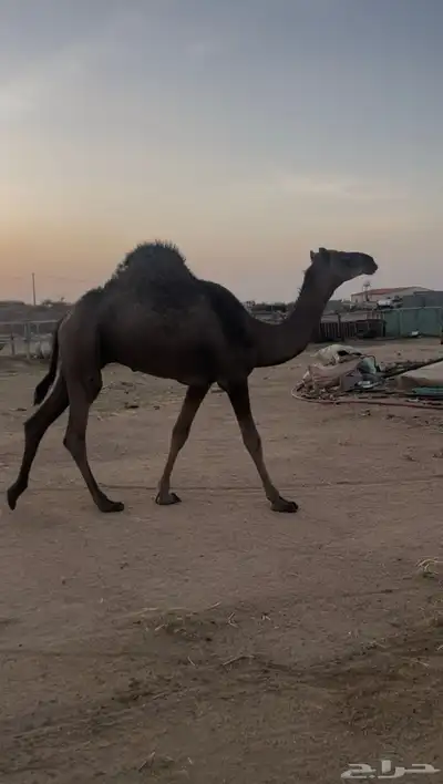 قعود مشروع فحل حمر ادهم تتمم البييع 2