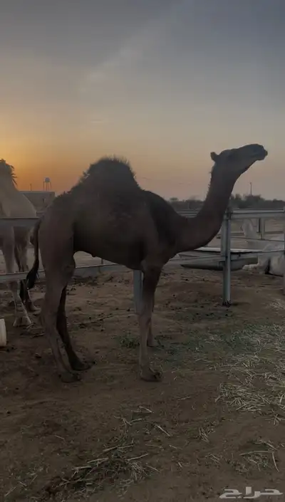قعود مشروع فحل حمر ادهم تتمم البييع 0