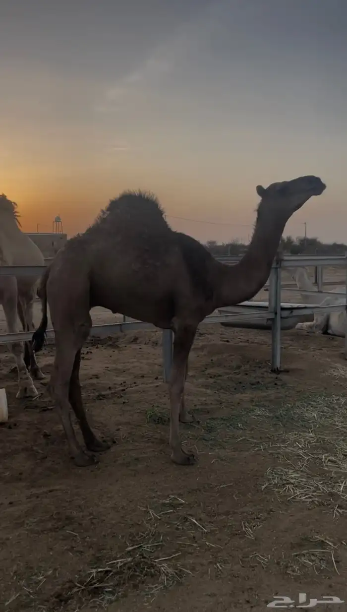 قعود مشروع فحل حمر ادهم تتمم البييع 0