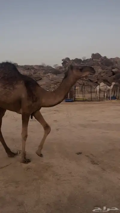 قعود مشروع فحل حمر ادهم تتمم البييع 1