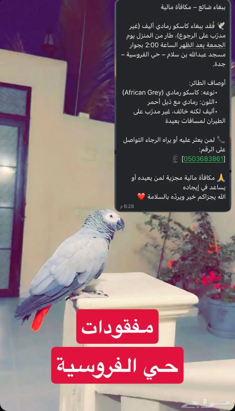 فقدان كاسكو 0
