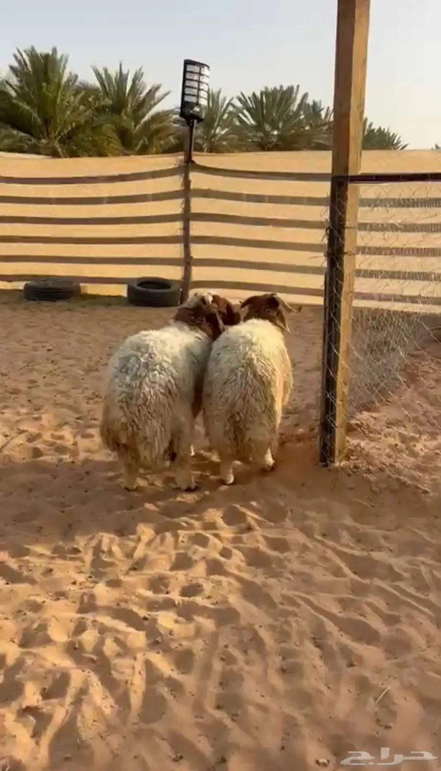 اغنام 1