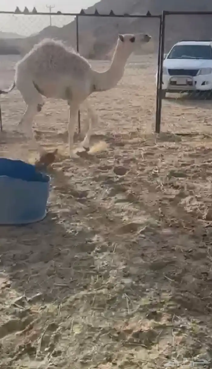 قعود لباني ارباع و اثمان 3
