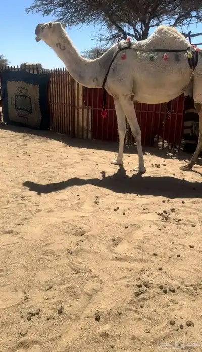 خلفه وضحا تحتها بكره وضحا طيبه وهديه وحليب وزين 2