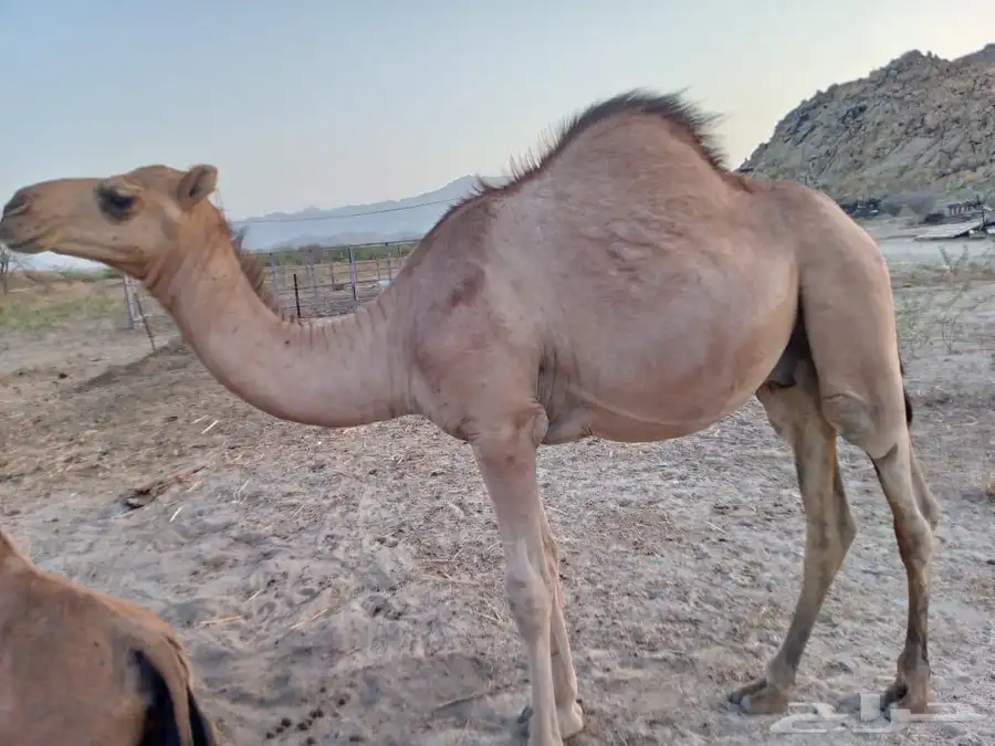 قعدان للبيع 1