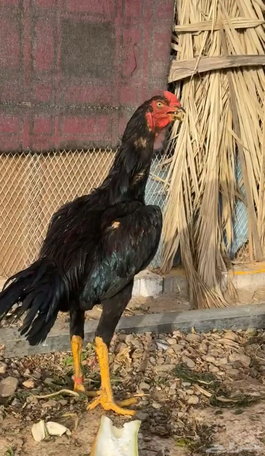 صوص باكستاني اصيل 36