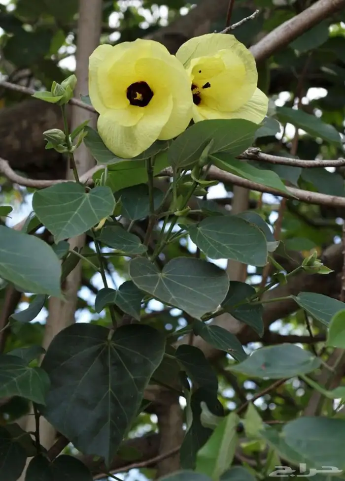 خبيز ساحلي 0