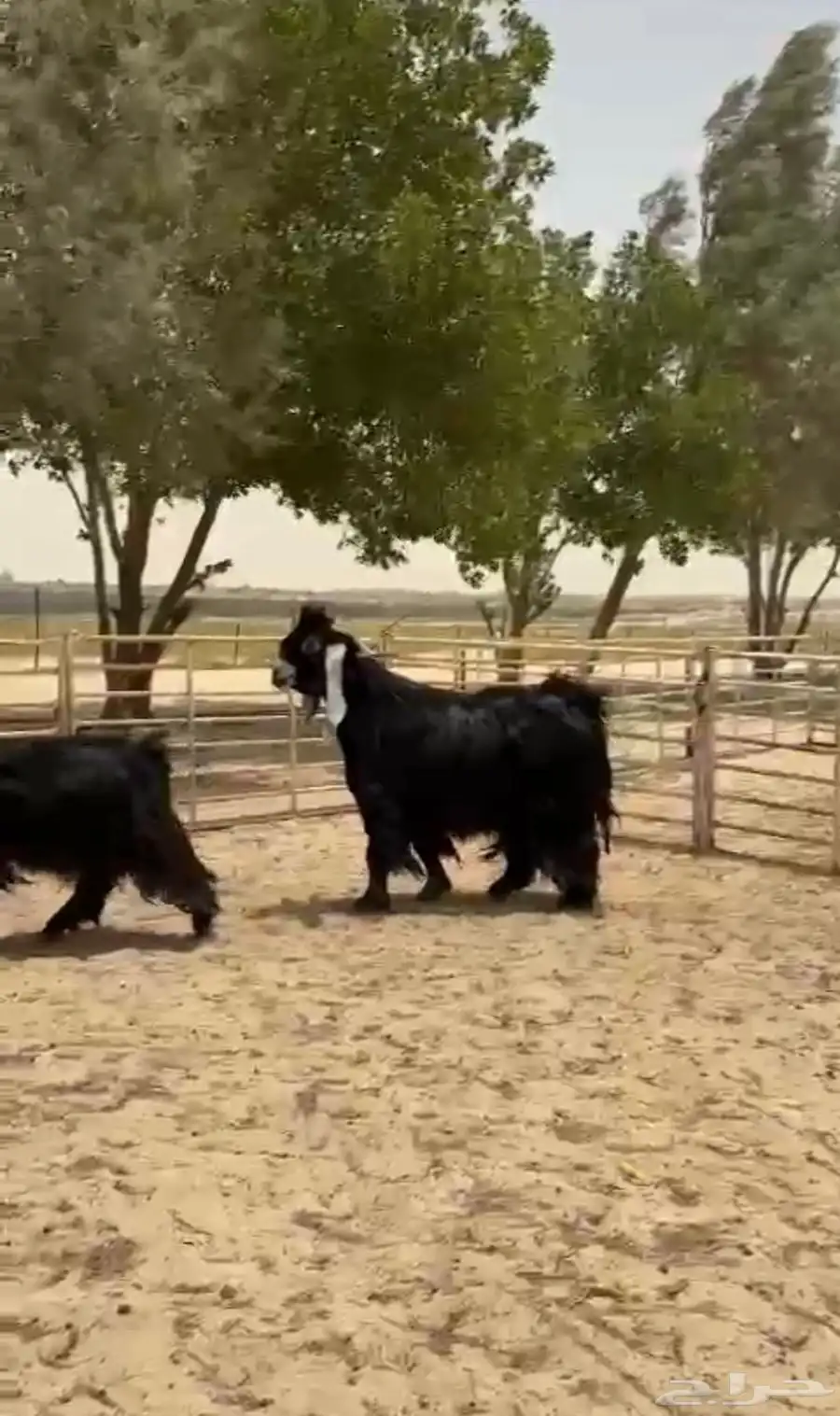 فحل عارضي فاخر 0