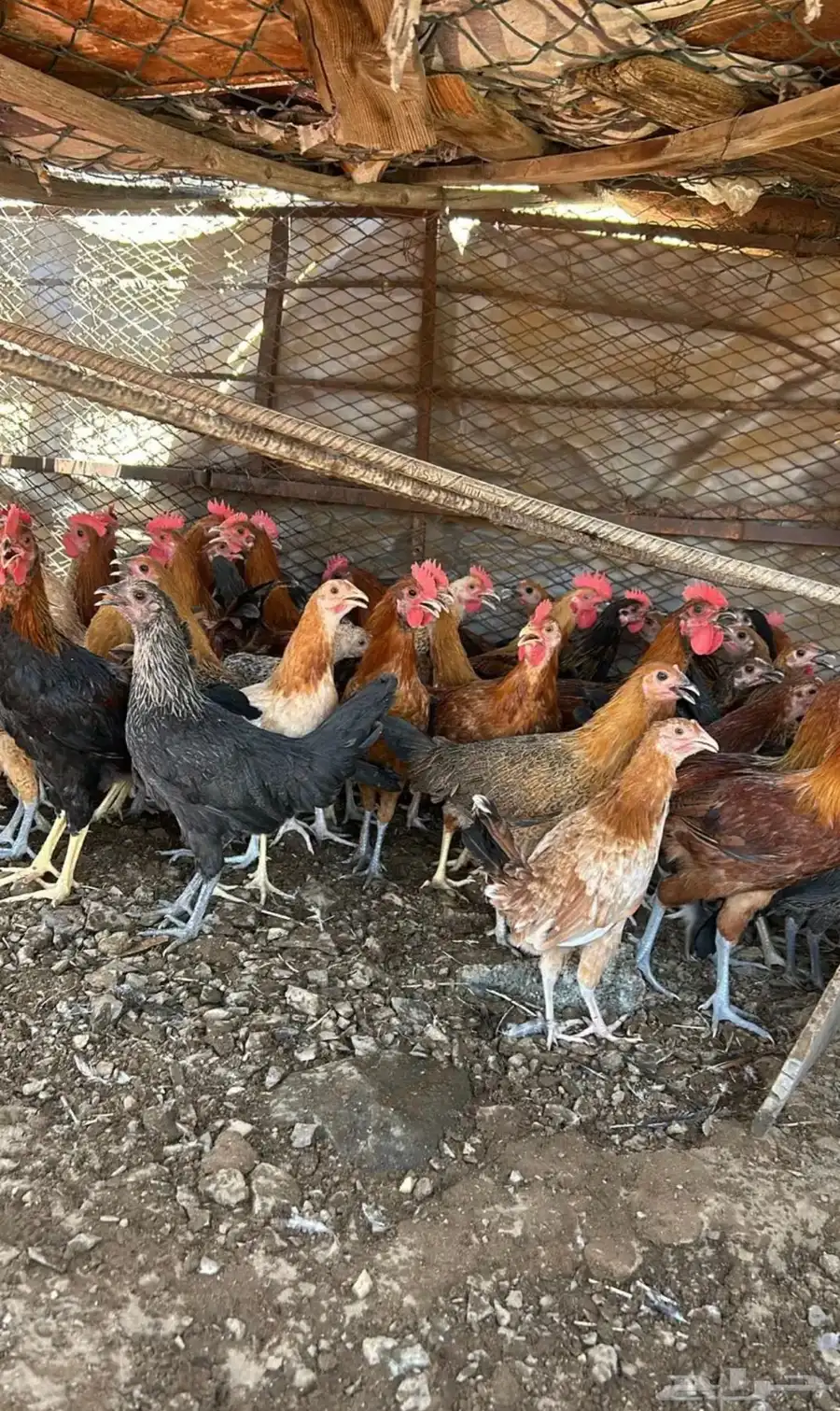 دجاج بلدي العدد 300 حبه يزود او ينقص 0