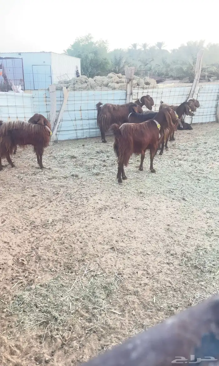 ماعز قبرصي بيور اصول 3
