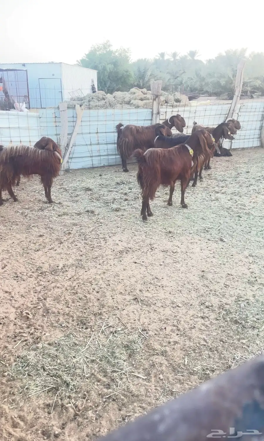 ماعز قبرصي بيور اصول 3