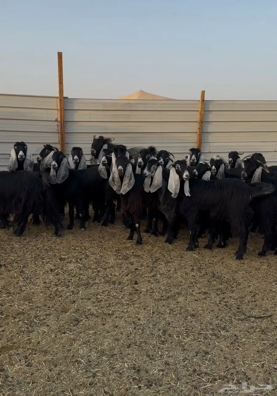 معزا عوارض مراح واحد 0