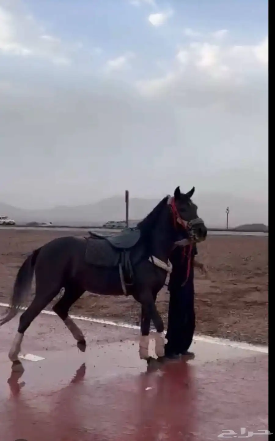 فرس شعبيه شيخه 0