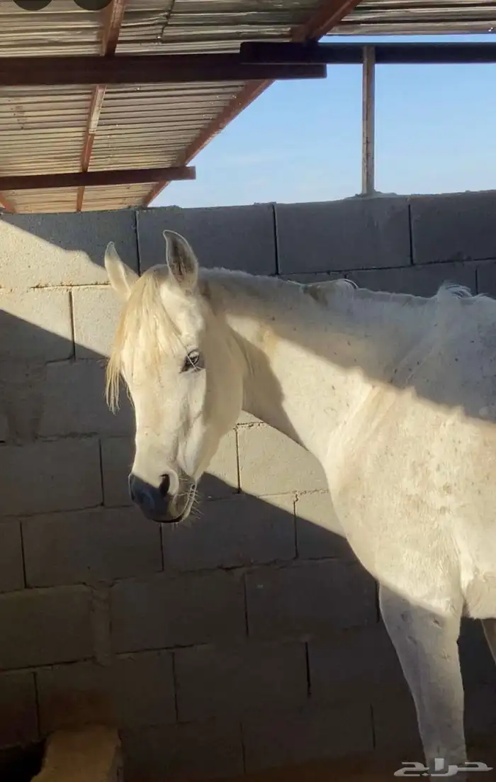 اسطبل ومربط خيل 2