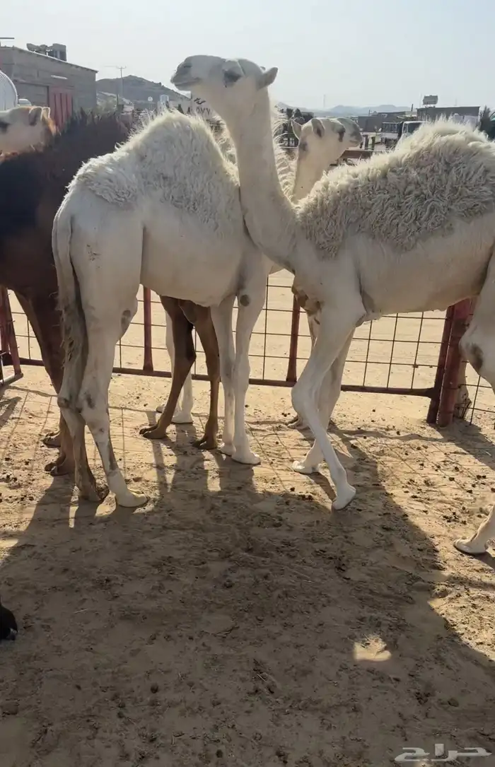 قعدان كفو مبادي ومناسبات 2