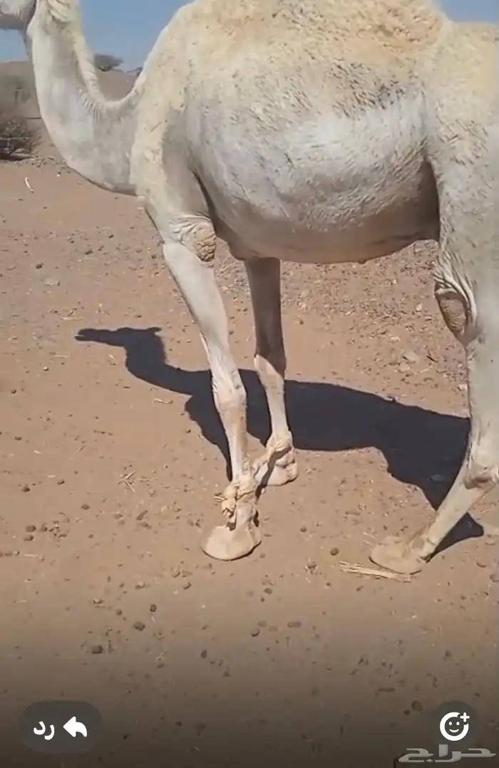 نياق خلفات تحتهن قعدان طيبه وهديات وضحى وملحا شاق الانب مشرو 3