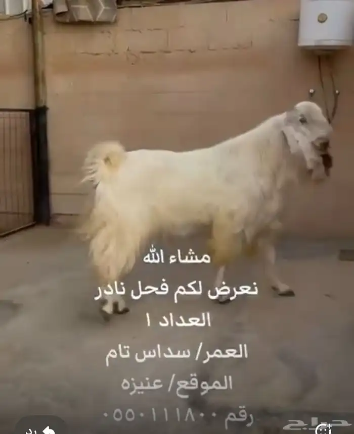 فحل شامي فاخر 2