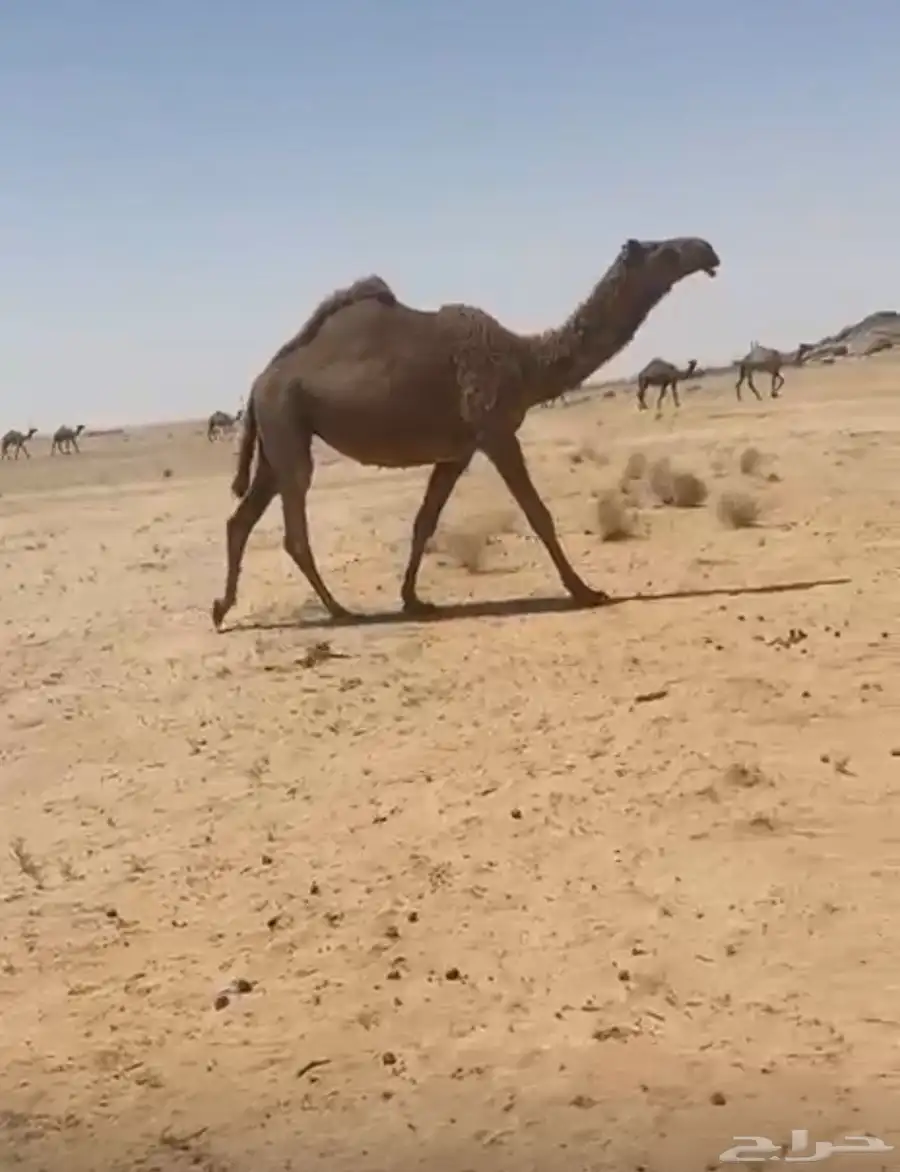 ناقه 0