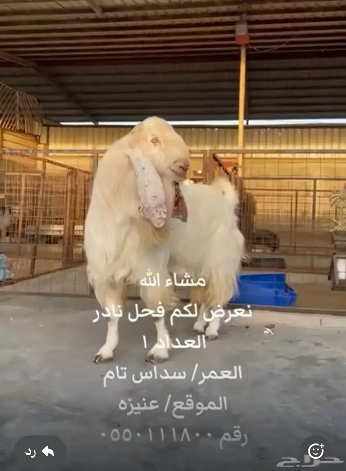فحل شامي فاخر 0