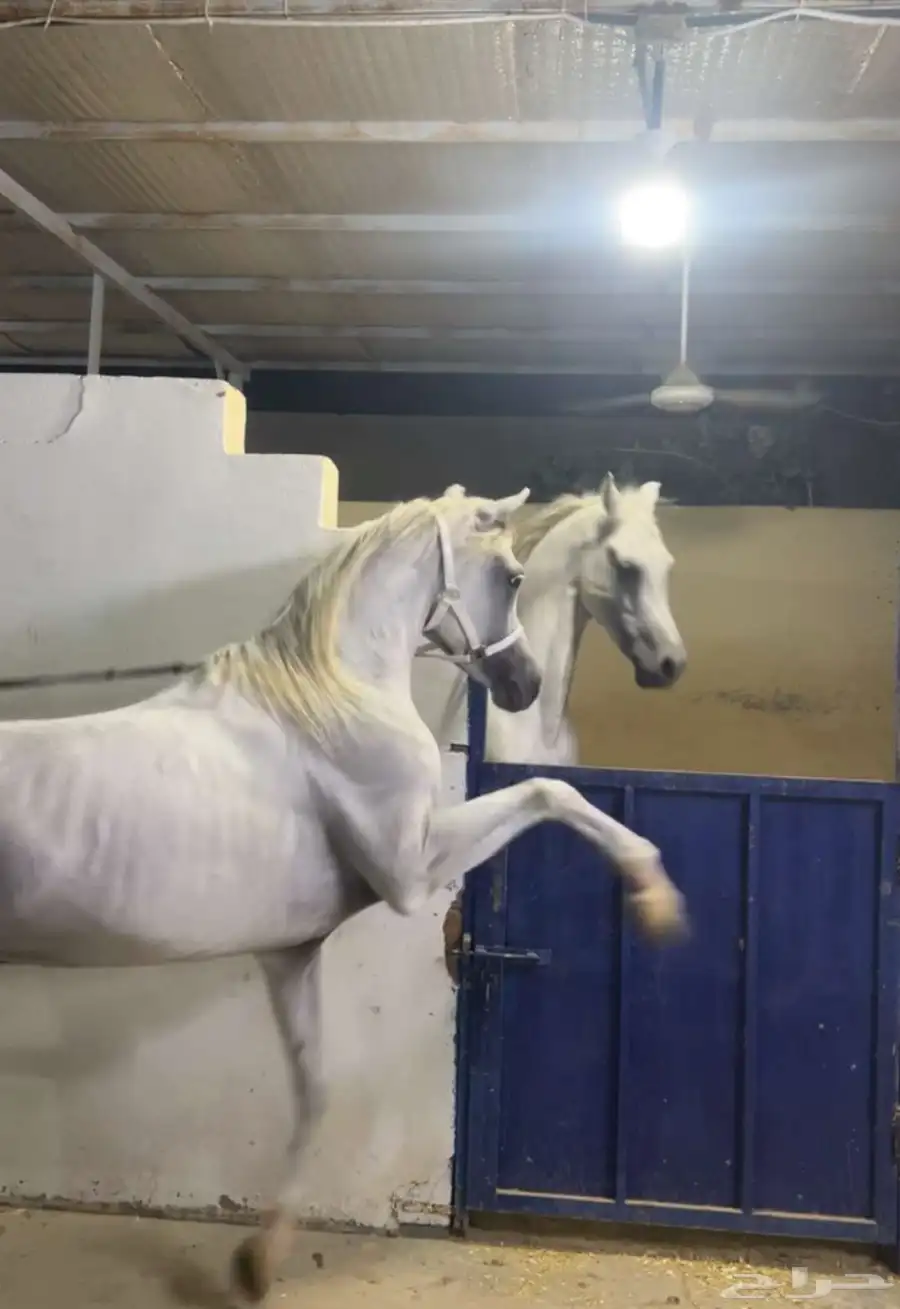 خيل الخط مصري بيور 0